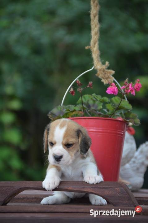Beagle szczenięta rodowodowe z metryką zkwp Beagle Dębowa