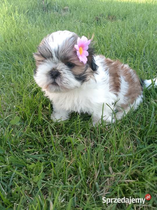 DO ODBIORU suczka ShihTzu tricolor Namysłów