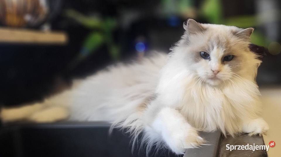 Dorosła kotka Ragdoll z rodowodem kastratka Gdańsk
