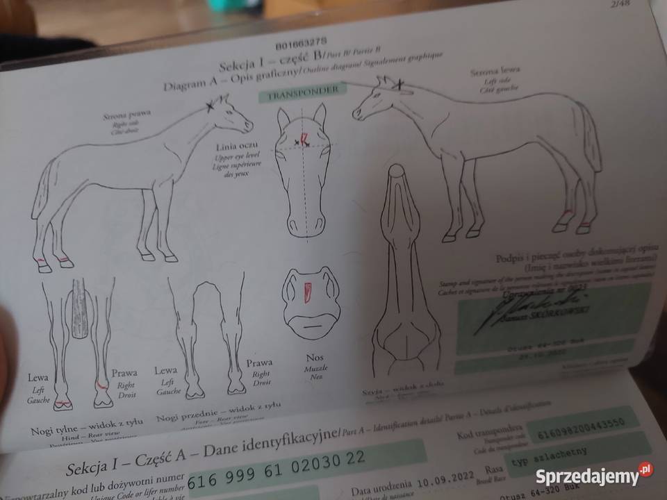 Przyszłościowy walach do malego sportu Konie wielkopolskie