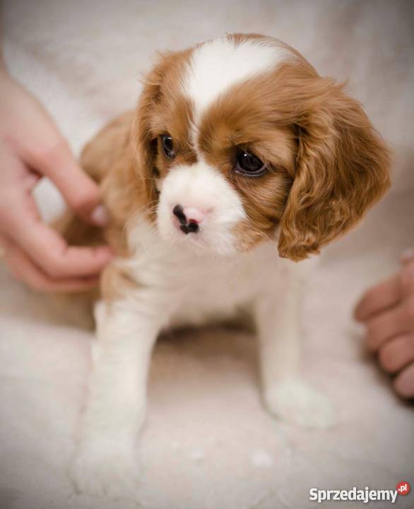 Cavalier King Charles Spaniel suczka zkwp
