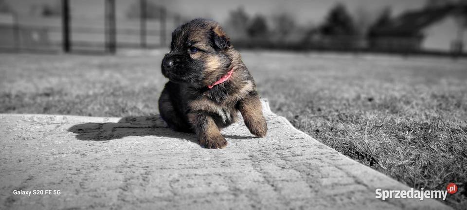 Owczarek niemiecki ZKwP FCI Brzezinka