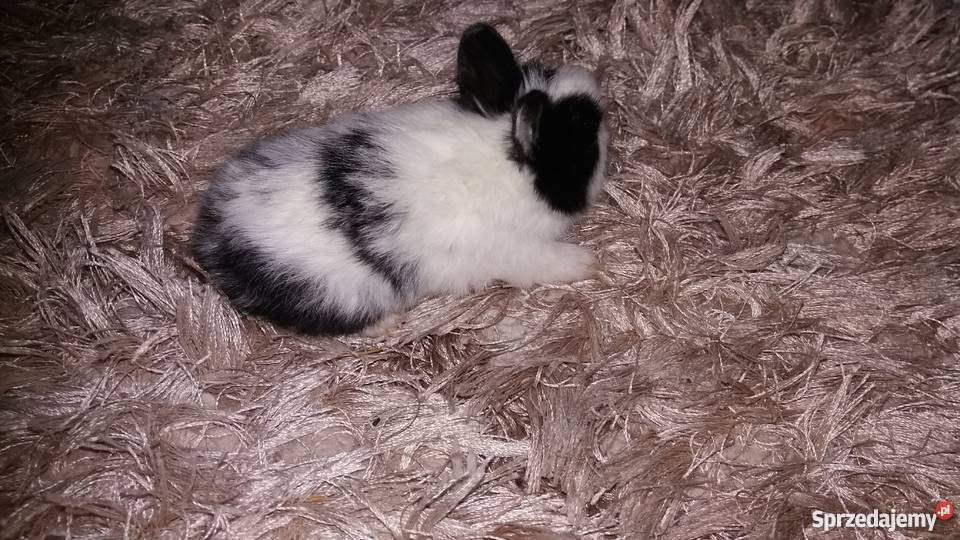 Króliki miniaturki rex