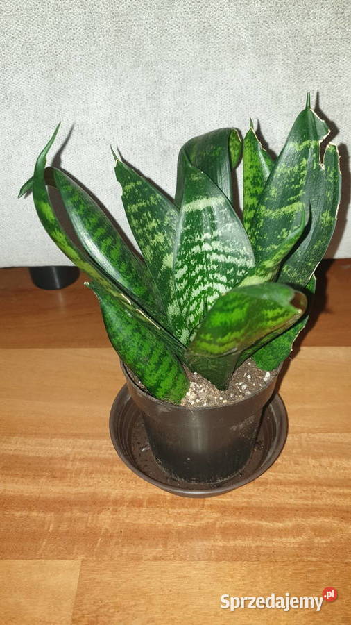 Sansewieria sansa 1 sprzedam
