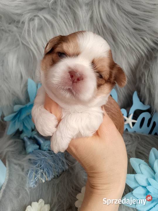 Piękny pies rasy ShihTzu Namysłów