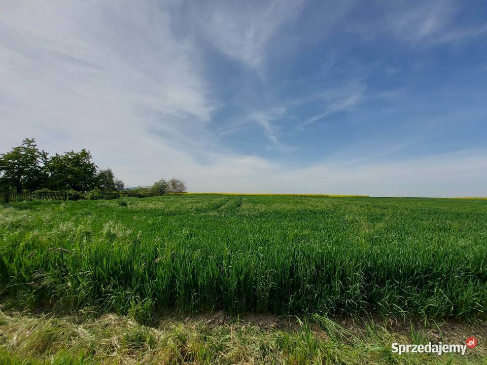Działka na sprzedaż 24 ar Paszowice k Jawora Jawor