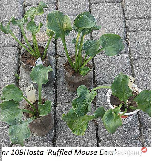 Rózne hosty zółte dwu kolorowe niebeskie Opole sprzedam