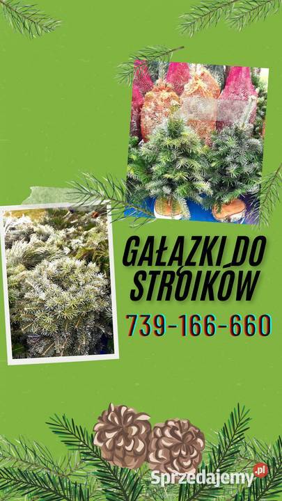 Choinka żywa świerk zwykły srebrny gałązki Częstochowa