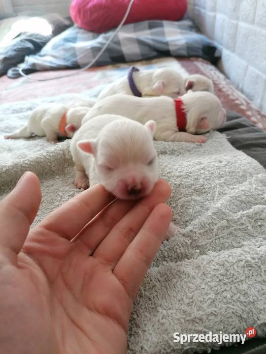 Piękny Maltańczyk z rodowodem śląskie Mysłowice