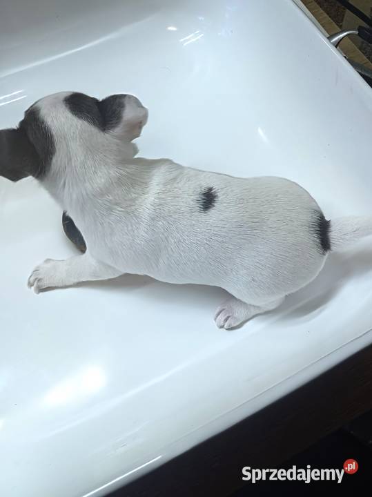 Biała Zjawiskowa Dziewczynka Chihuahua sprzedam
