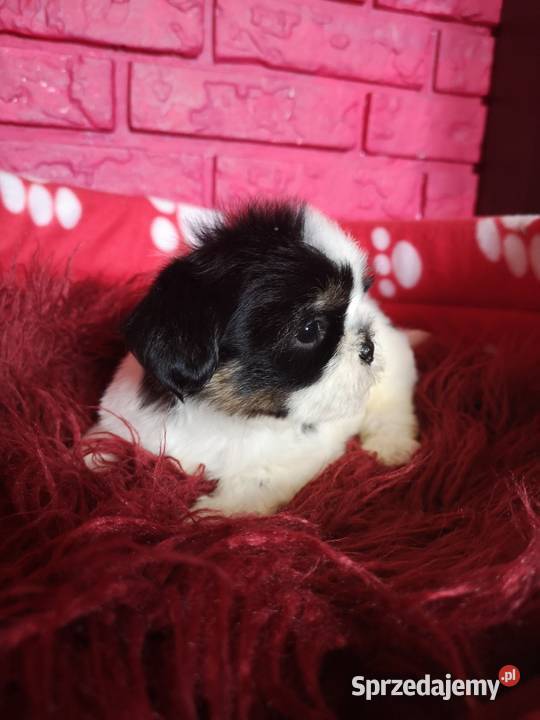 SUCZKI PIESKI Shih tzu szczenięta Hodowla domowa