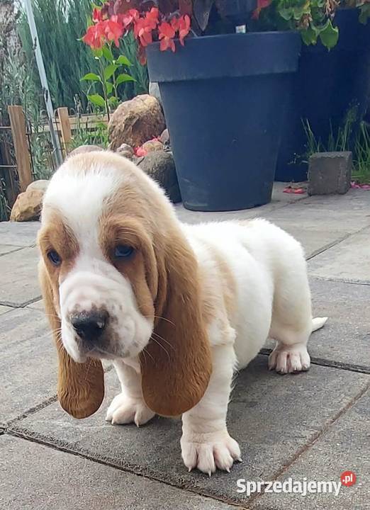 Basset hound szczenięta z renomowanej hodowli Batorowo sprzedam