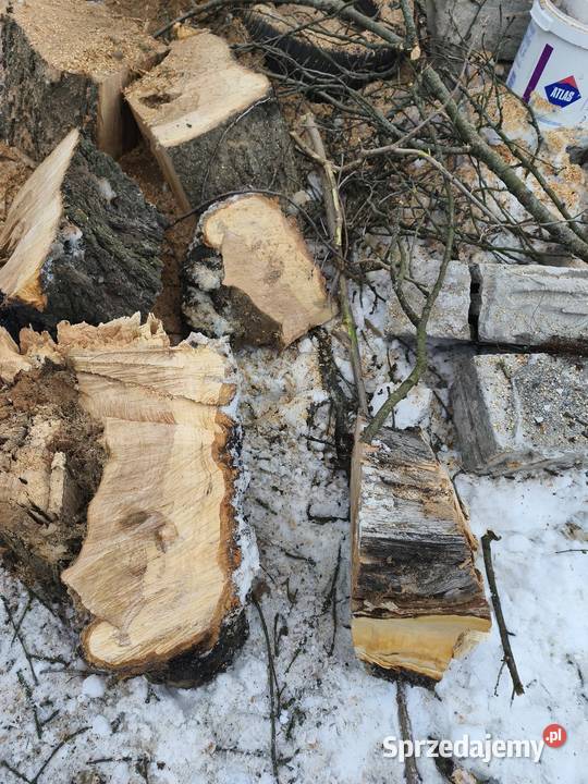 Czereśnia do wędzenia Opał Wielki Klincz