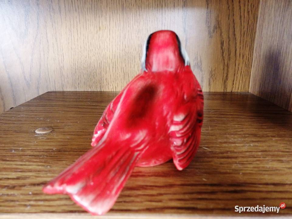 Ptaszek Goebel małopolskie Rabka-Zdrój