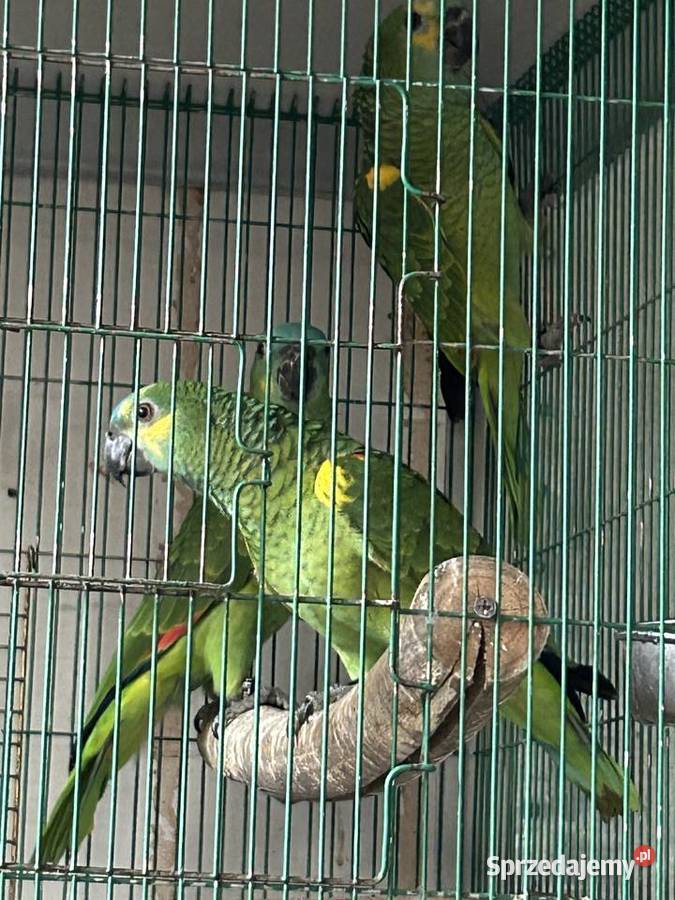 AMAZONKA NIEBIESKOCZELNA 2 samce i samica z 2025