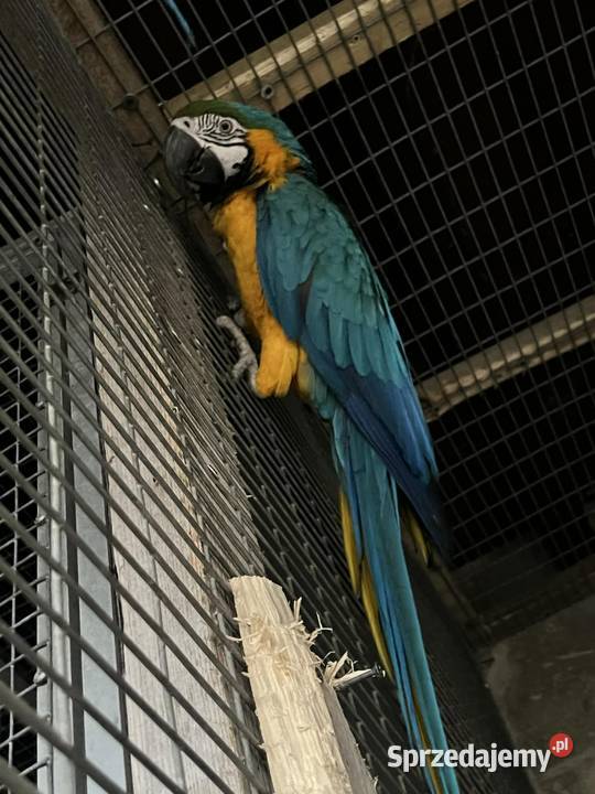 Sprzedam parę Ary ararauny sprzedam