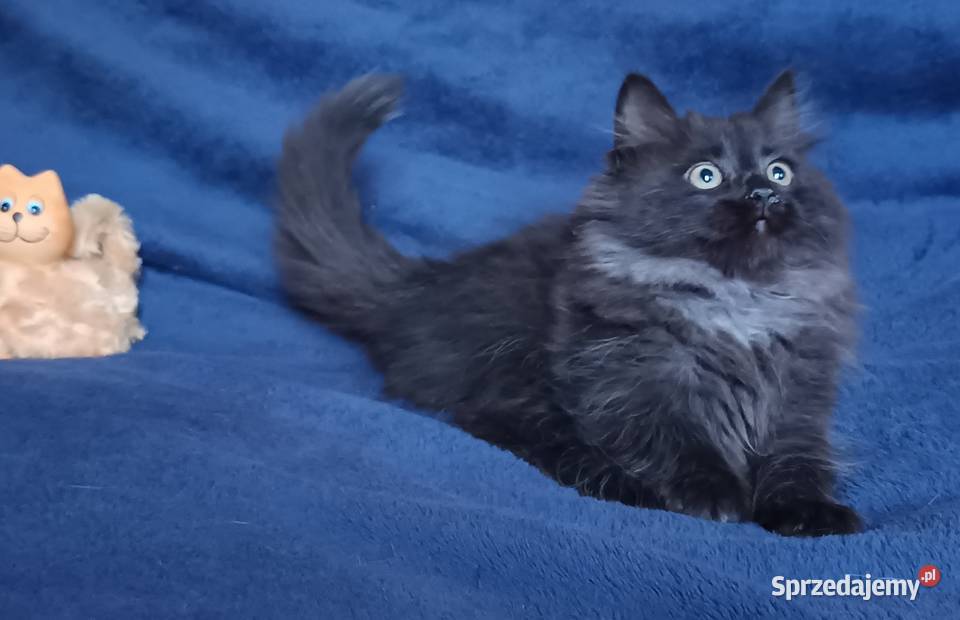 Koty Syberyjskie LUKSUS ZKolakowegoDomu Kwilcz