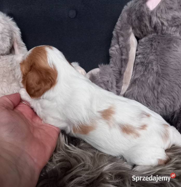 Cavalier King Charles Spaniel Cavalier King Charles Spaniel opolskie Strzelce Opolskie