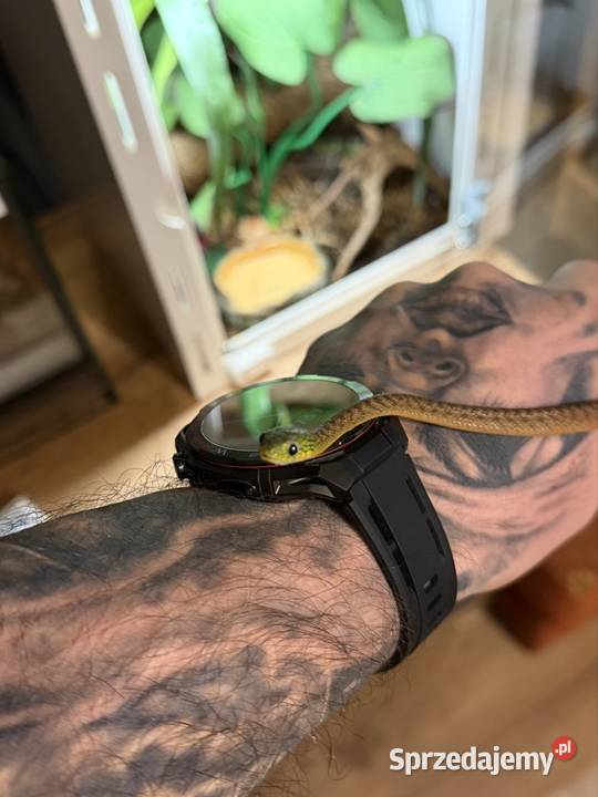 boiga cyanea płeć nieznana Zwierzęta dolnośląskie Wałbrzych