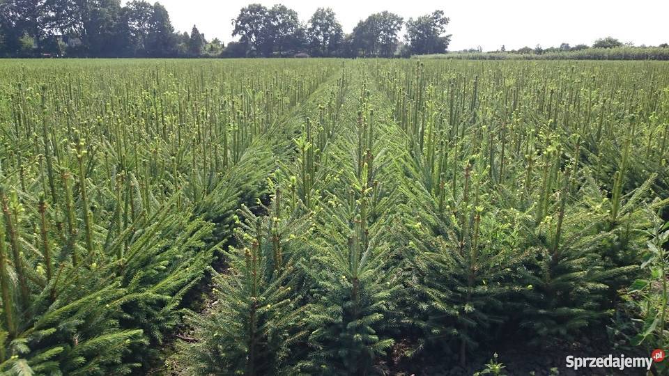 Sadzonki iglaków Jodły Świerki Sosna Tuja Cis