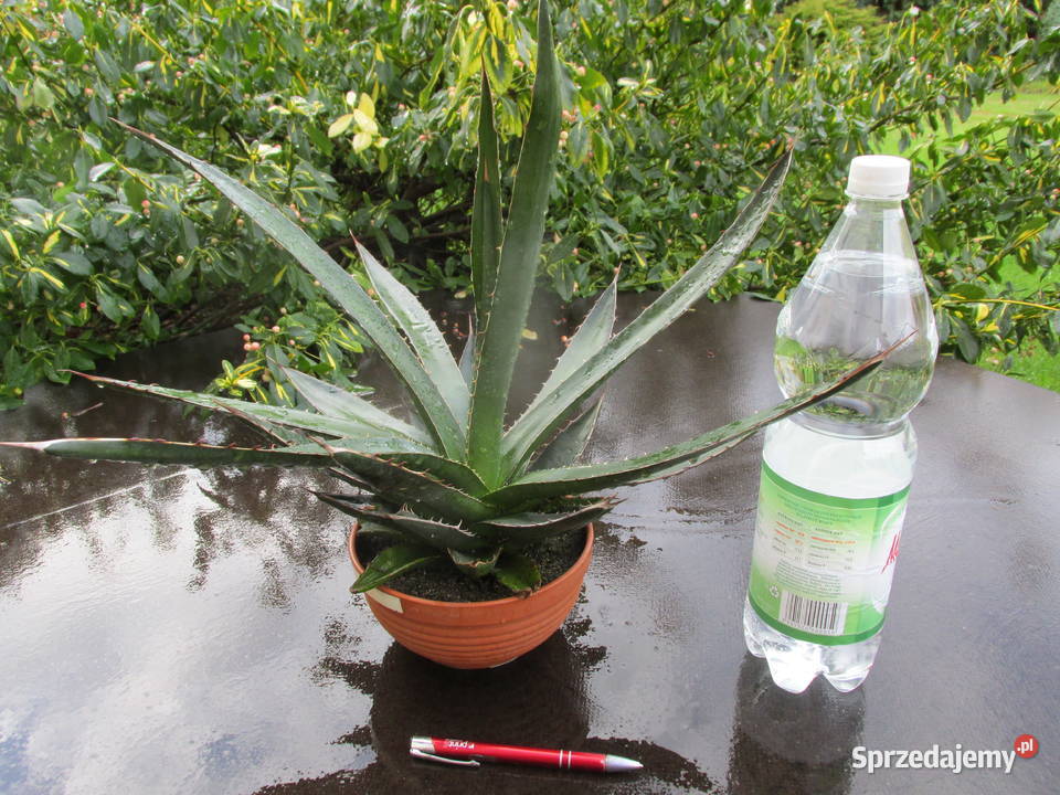 Odhodowana ponad 6letnia agawa z Meksyku Agave małopolskie Kraków