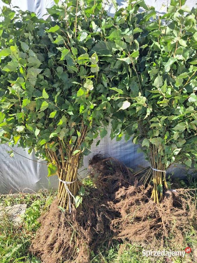 Brzoza pospolita 2 letnia sadzonki 5070 komplet Opoczno