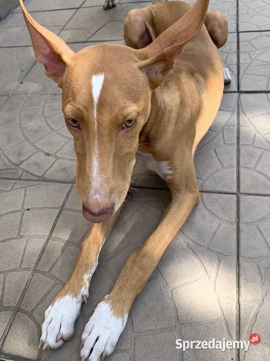 Chart sycylijski ostatni szczeniak