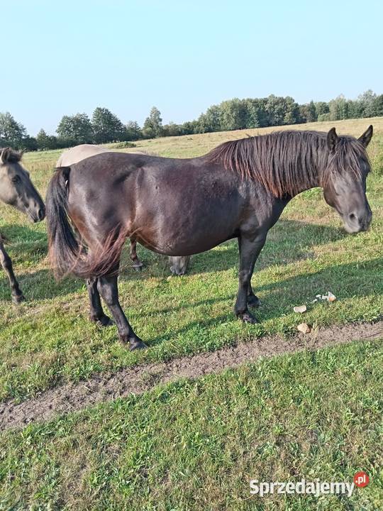 Sprzedaż różnych koni Sieroszowice