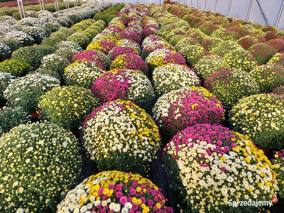 CHRYZANTEMY DROBNE I WIELKOKWIATOWE Sochaczew