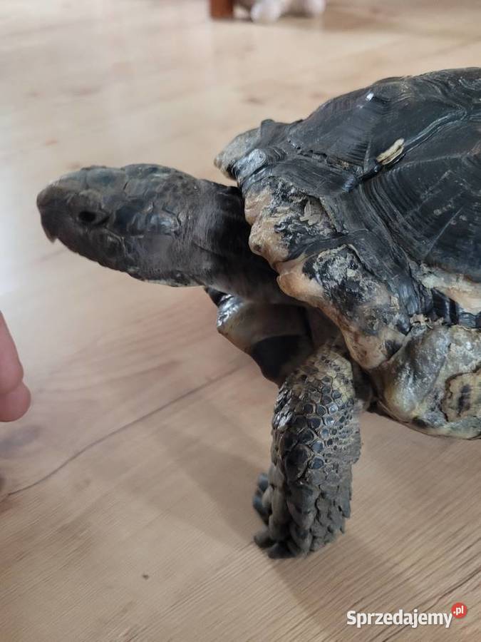 Żółw Obrzeżony samiec Oborniki