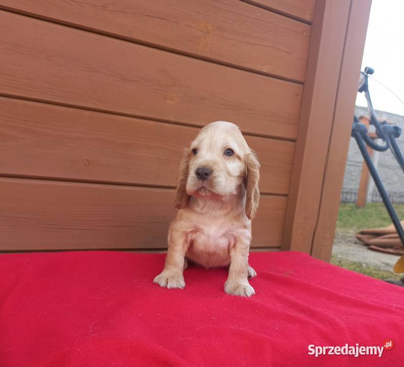 Cocker Spaniel Angielski Suczka Jutrosin sprzedam