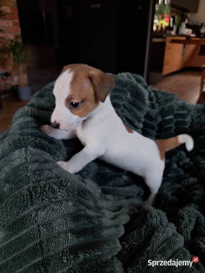 Jack Russell Terrier Jack Russell Terrier Kościerzyna sprzedam