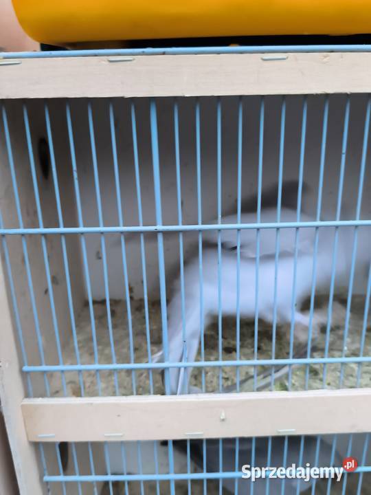 Aleksandrety obrozne Wrocław sprzedam