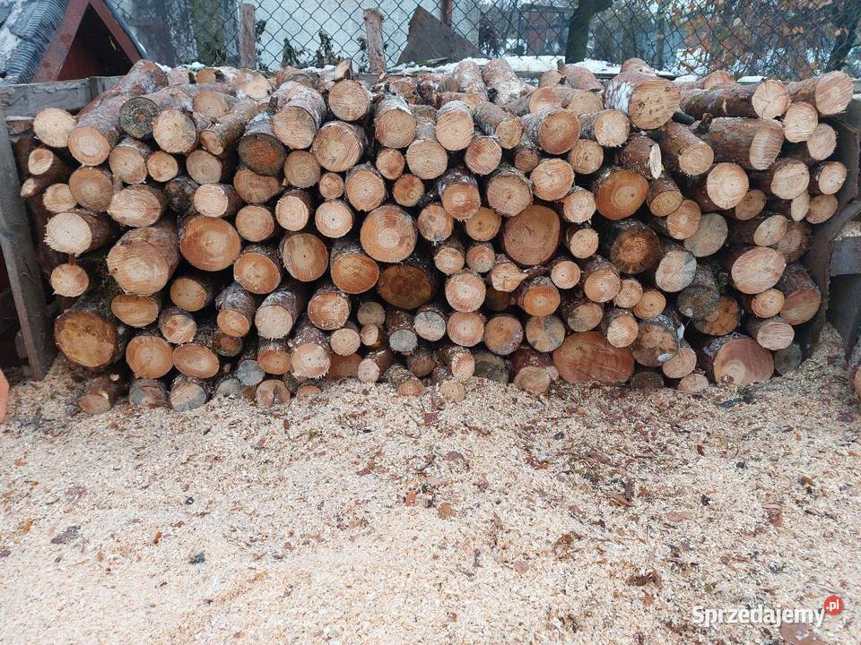 Sosna średnia I gruba Kleczew