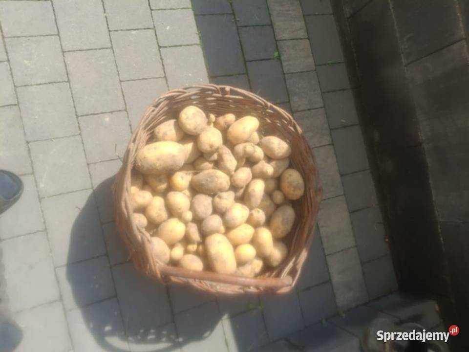 Ziemniaki soraya małopolskie Bilsko sprzedam