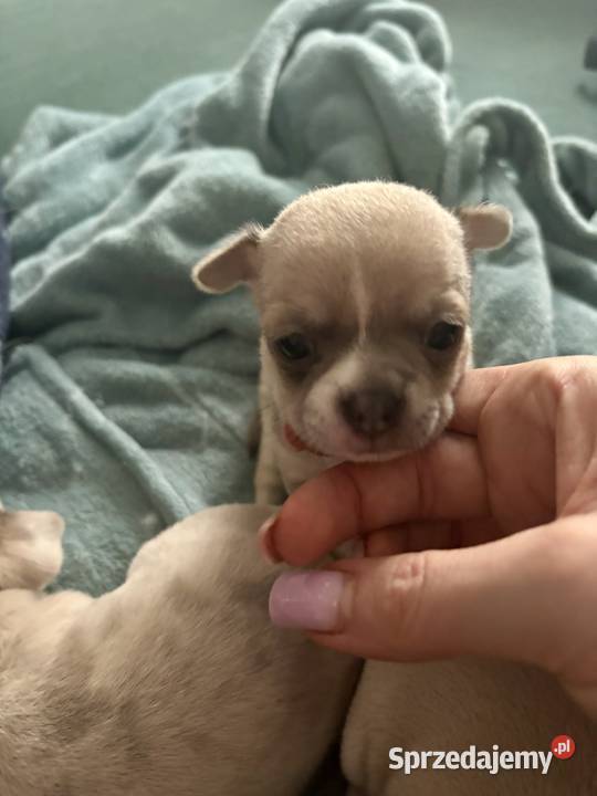 Chihuahua piękne szczenięta krotkowlose Chihuahua Szczecin