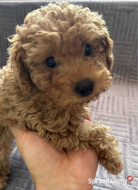 Pudel Toy red chłopiec kujawsko-pomorskie Solec Kujawski