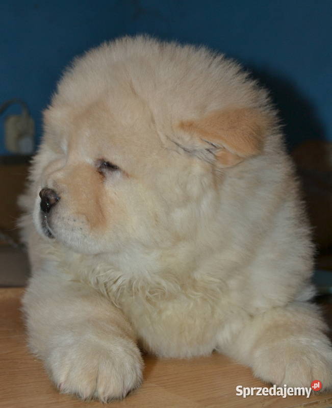 CHOW CHOW CZAU CZAU ŚLICZNE SUCZKI