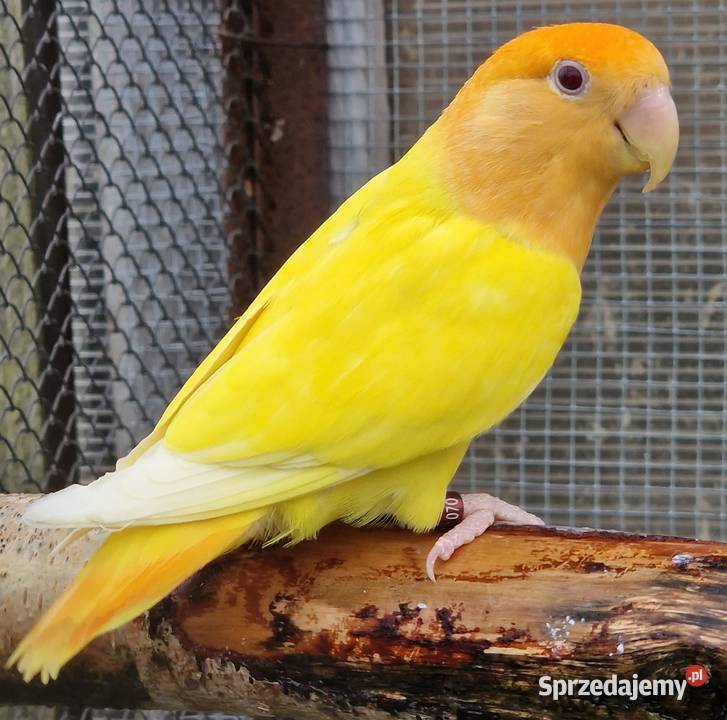 Nierozłączka czerwonoczelna młoda do oswojenia i Wrocław