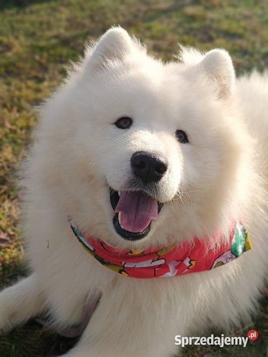 Samoyed piesek 9 miesięcy Olszówka