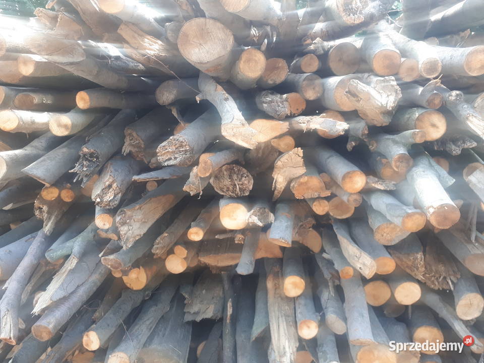 Drewno drzewo buk transport