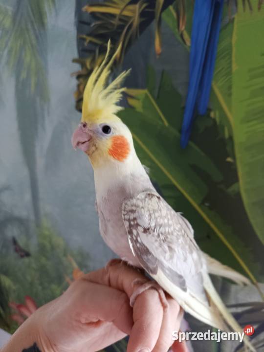 Papuga nimfa ręcznie karmiona oswojona