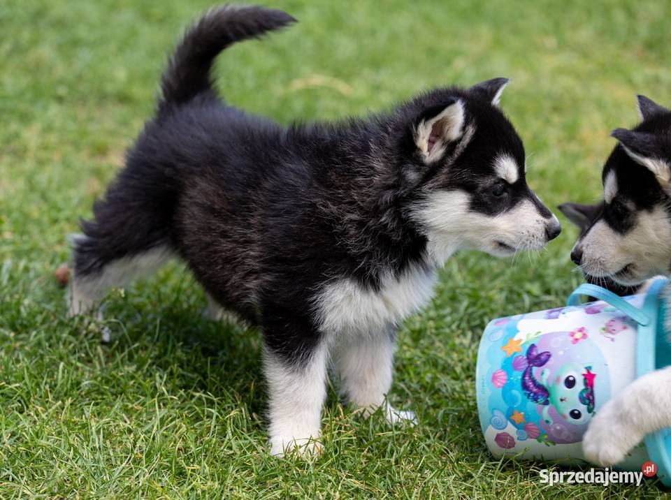 Piękna Sunia Siberian Husky szczenię Wola Zarczycka