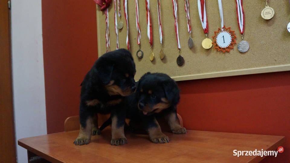 szczeniaki rottweiler Bydgoszcz sprzedam