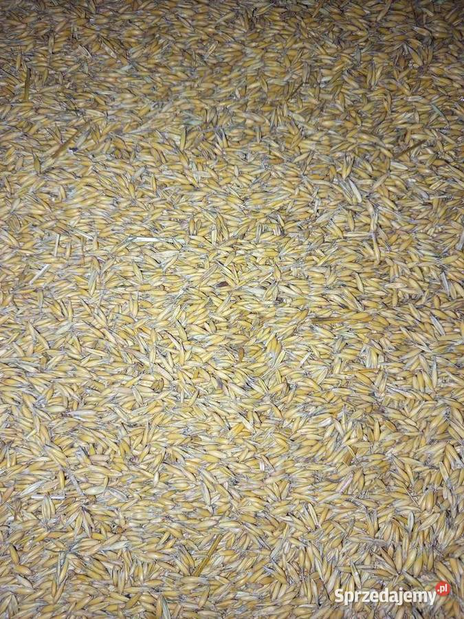 Pszenica ozima owies zbiór 2025r warmińsko-mazurskie Miłakowo