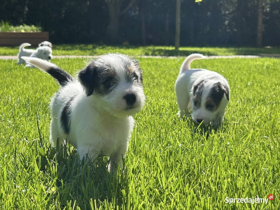 Parson Russell Terrier szczenięta Gostyń