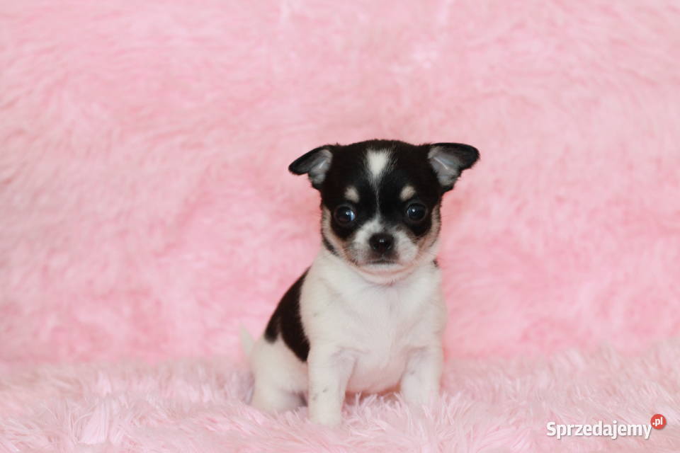 Chihuahua suczka ZKwP FCI Świnoujście
