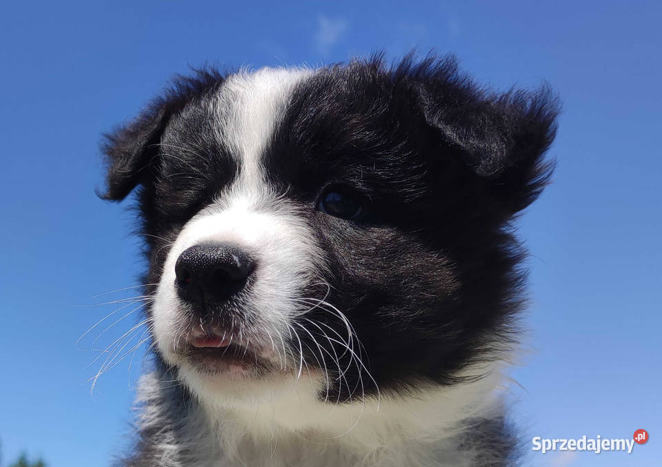 Piękny czarnobiały Border Collie pies ZAFIR z Pozostałe sprzedam