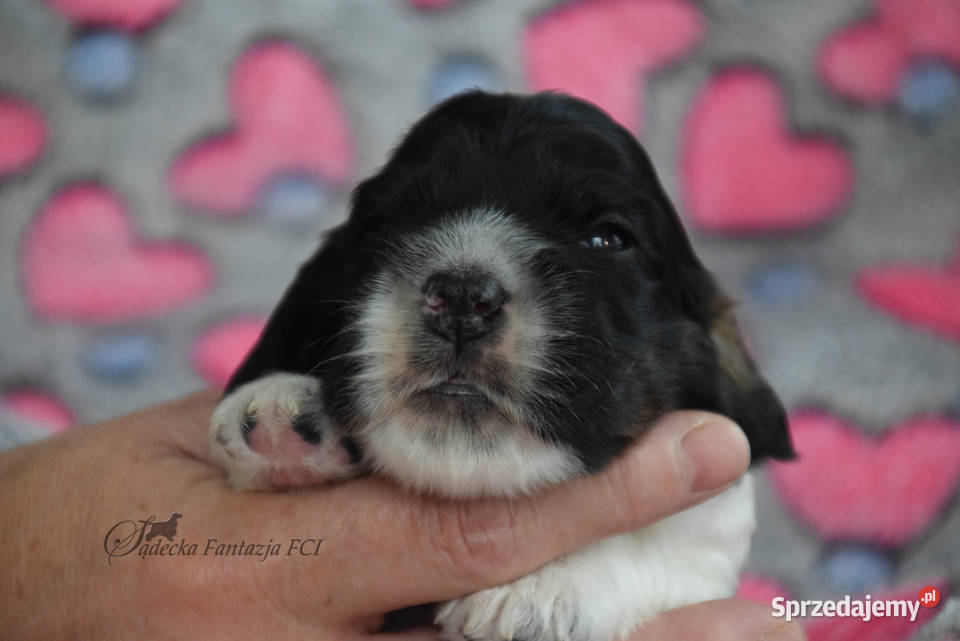Cocker Spaniel Angielski szczenięta ZKwP Nowy Sącz