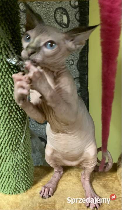 Sfinks Kanadyjski Do odbioru dziewczynka Leszno